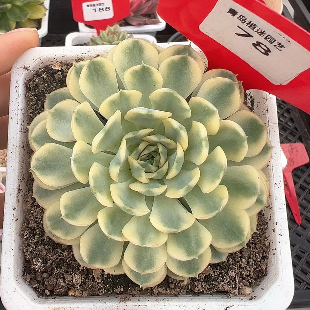 78号梦幻玫瑰锦多肉植物