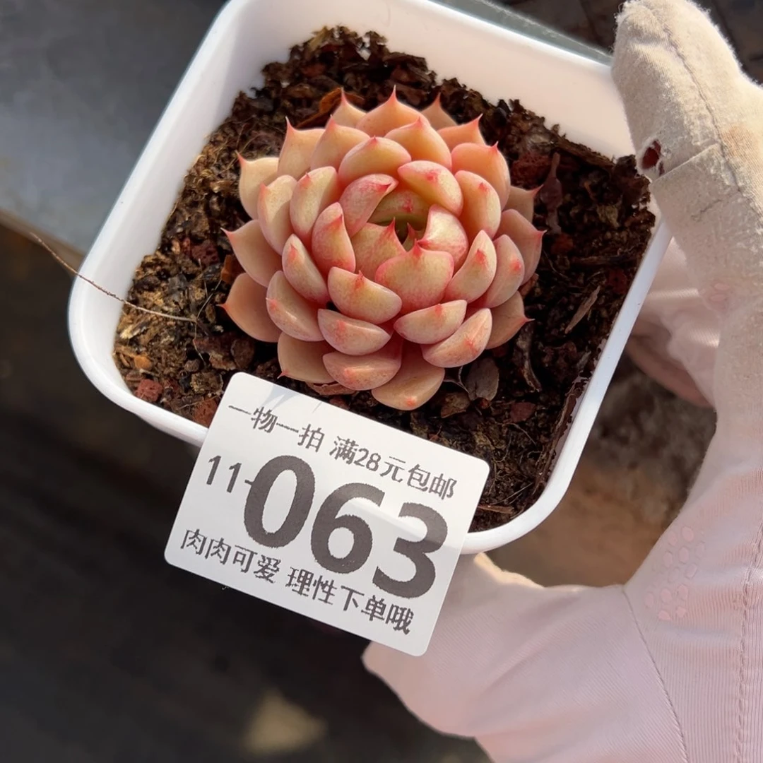 笨吧多肉多肉多肉多肉