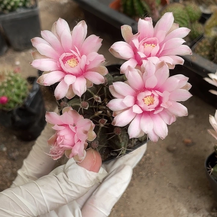 翠黄冠牡丹仙人球开花植物