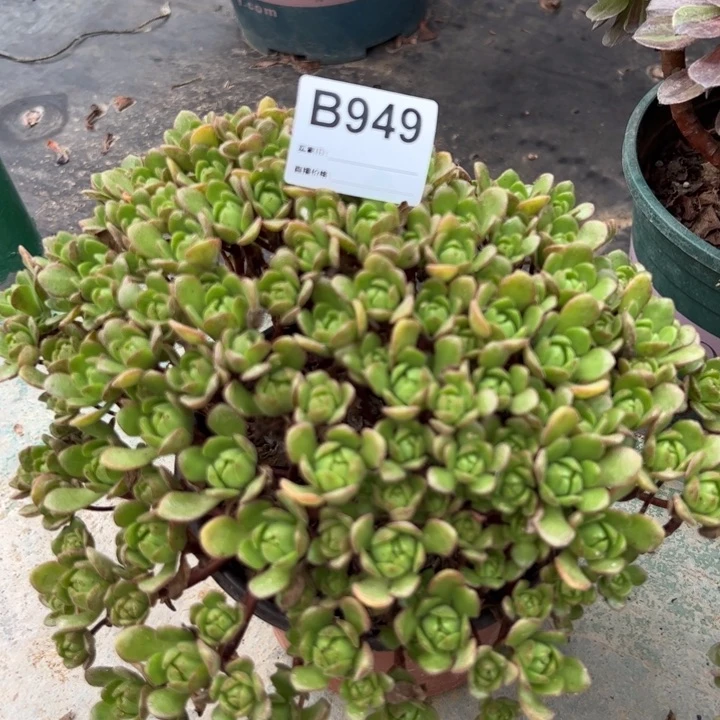 949小狐狸20厘米左右