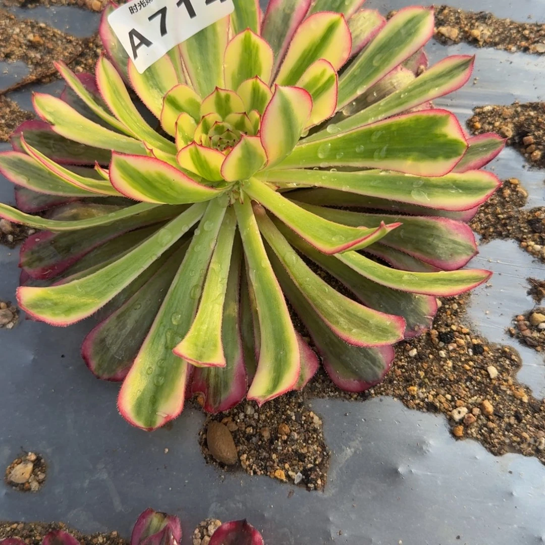 714白月光。多肉植物