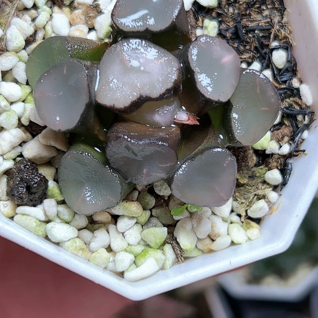 空门十二卷十二卷