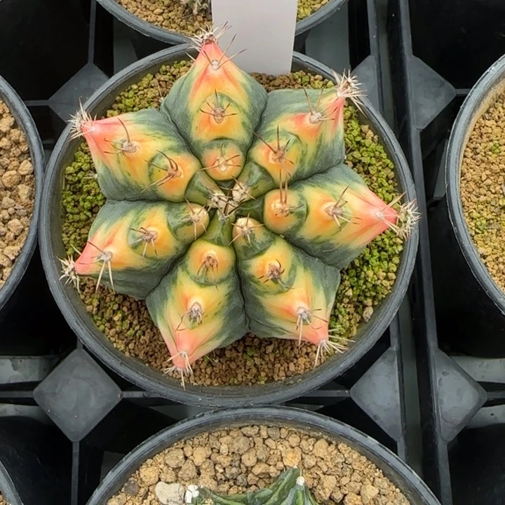 62-0208脱土发多肉