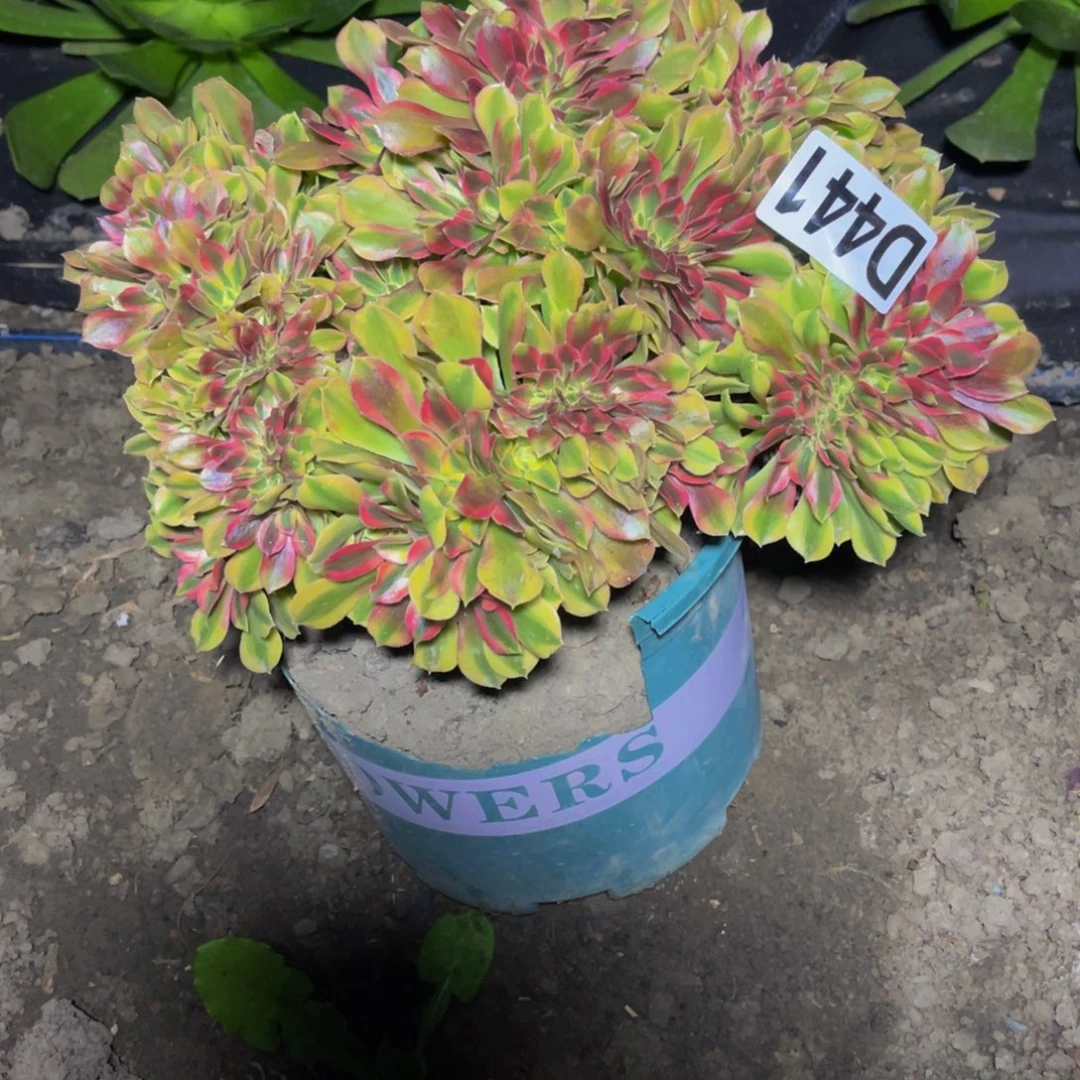 红袖法师28//31包邮