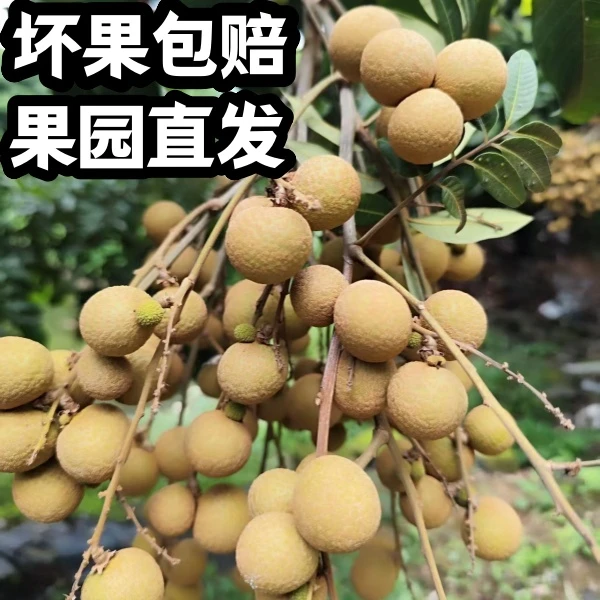 【坏果包赔】广东龙眼新鲜石硖龙眼现摘5斤龙眼脆甜脆蜜多汁桂圆