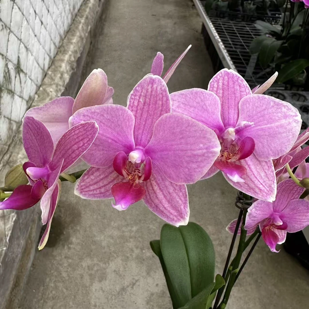 【粉闪电】2.8寸 单花剑 蝴蝶兰盆栽室内植物花卉好养活