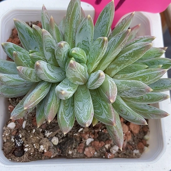 多肉植物青提美人71多肉