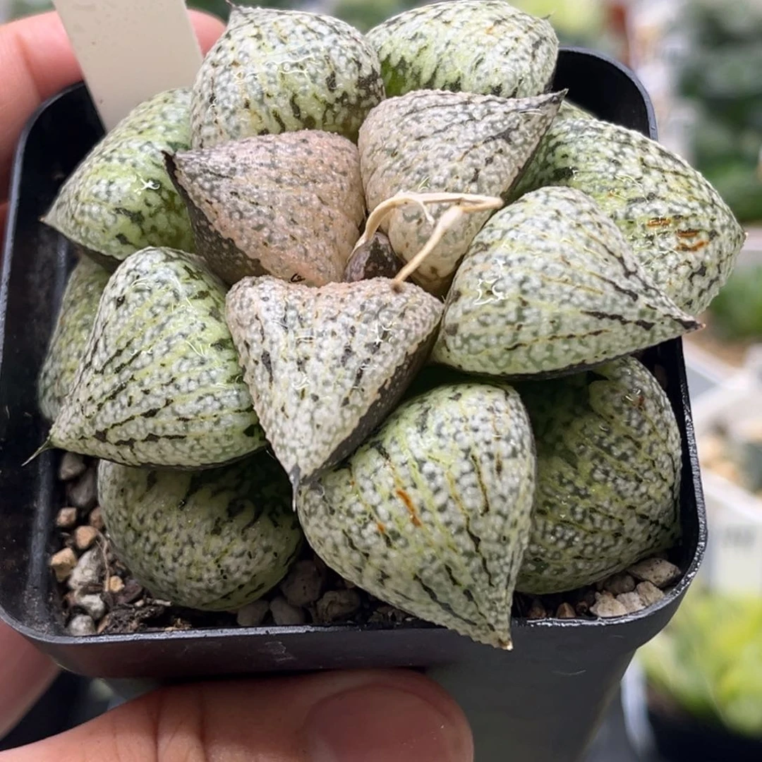 480奄美白银发发发发发发