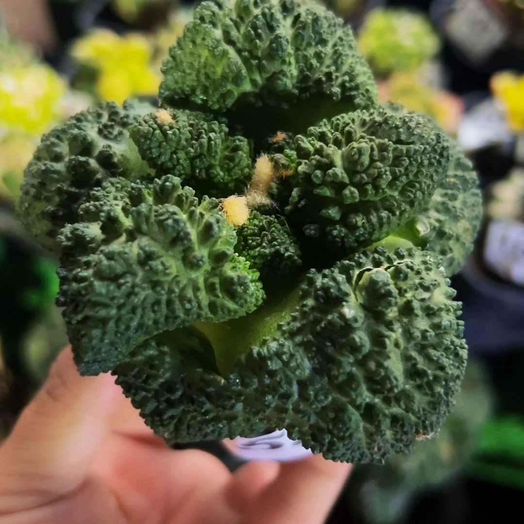 无花朵福利大尤哥斯拉牡丹353