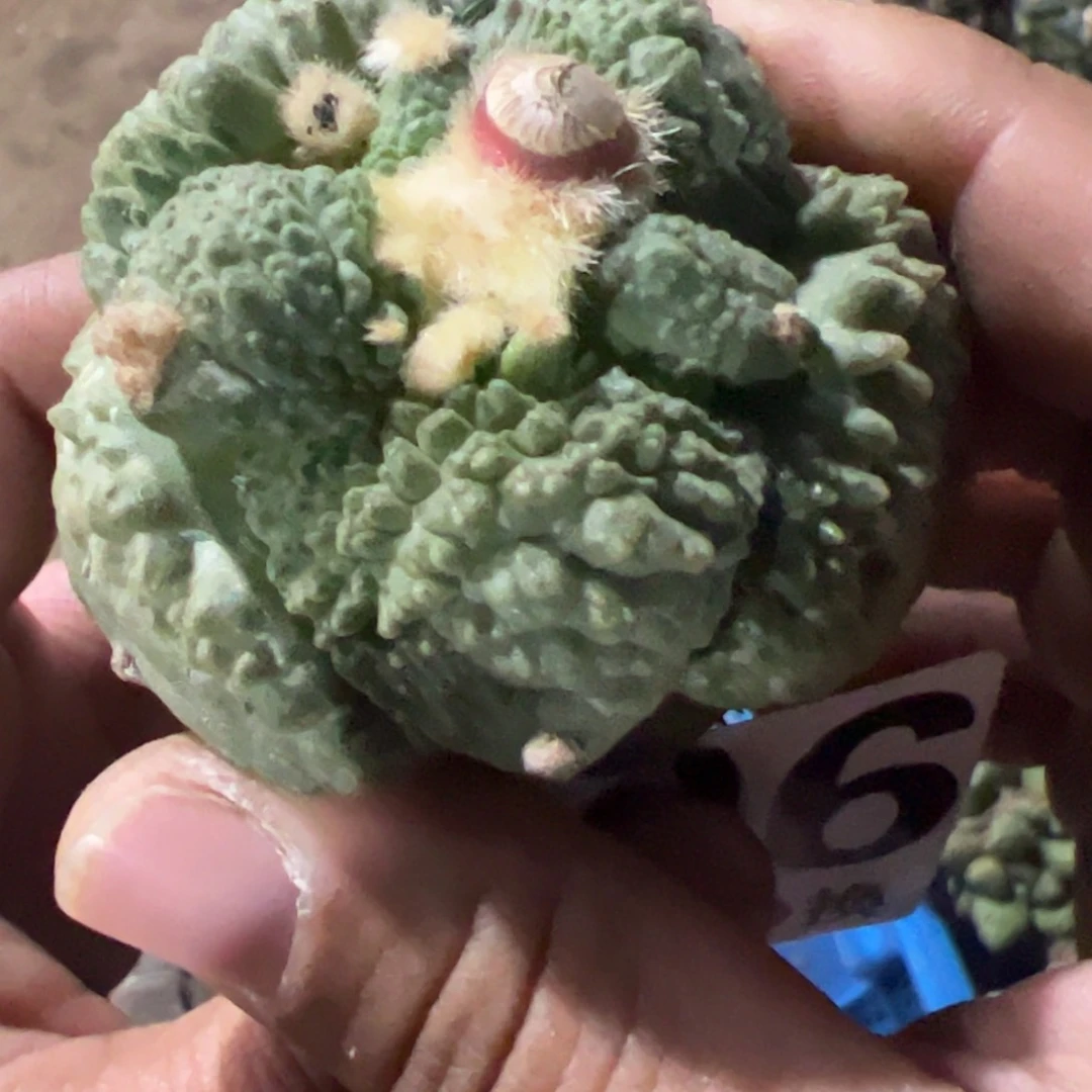 未***-大尤哥斯拉牡丹仙人球096