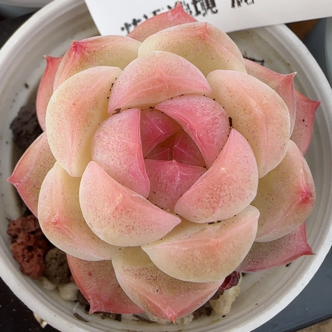 花语逸镜0208-692