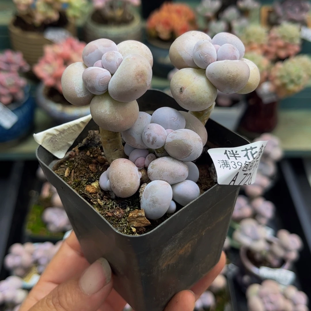 726芭比奶酪6cm多肉