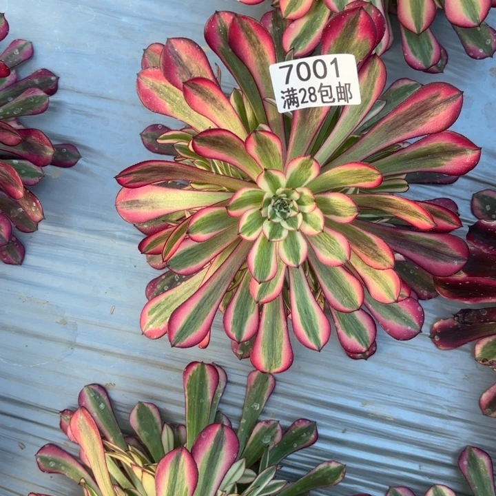 M.  7001红桐白多肉