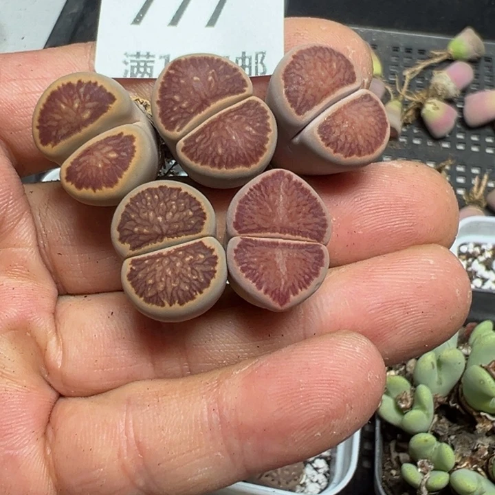 【闪购商品】 777。