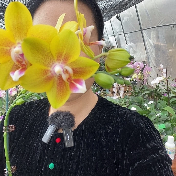 无花朵比自豪蝴蝶兰