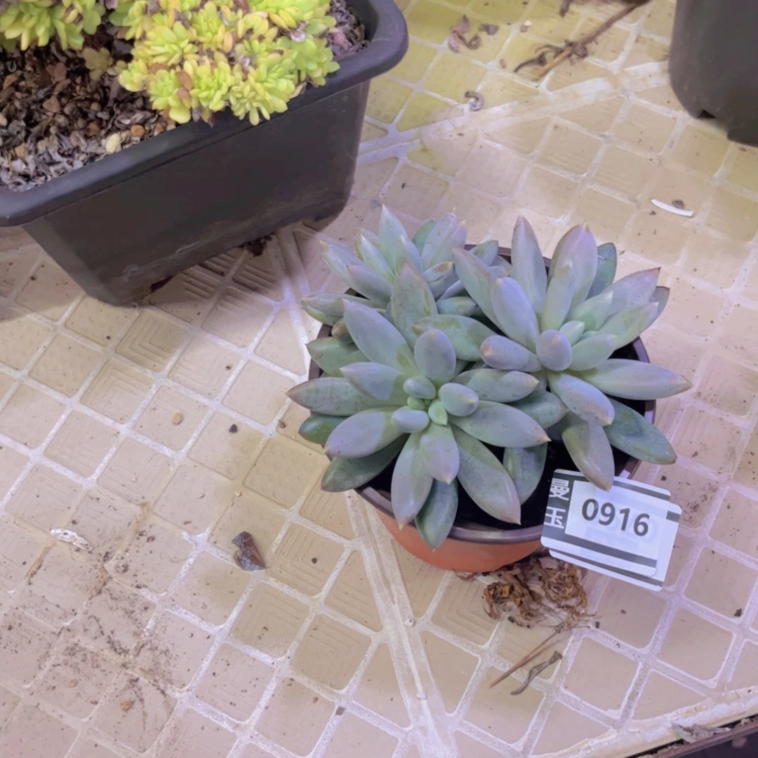 哥特多肉植物0816
