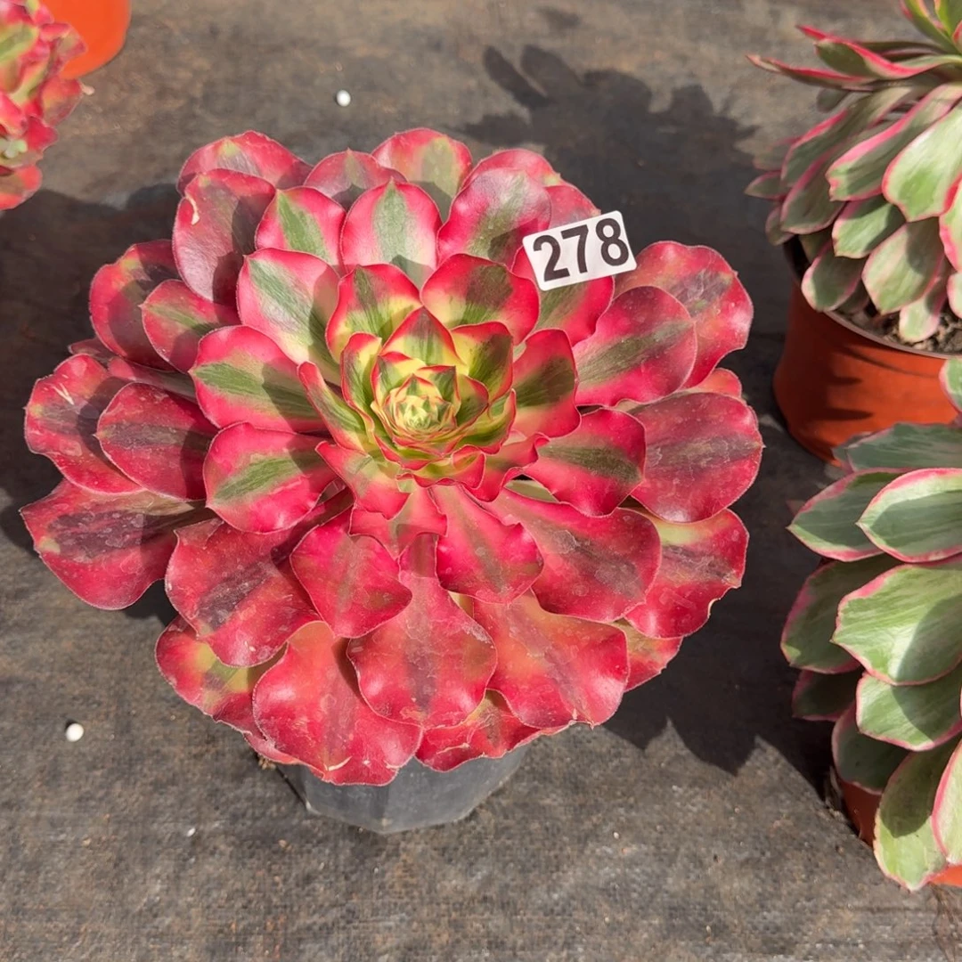 278多肉植物爱丽丝