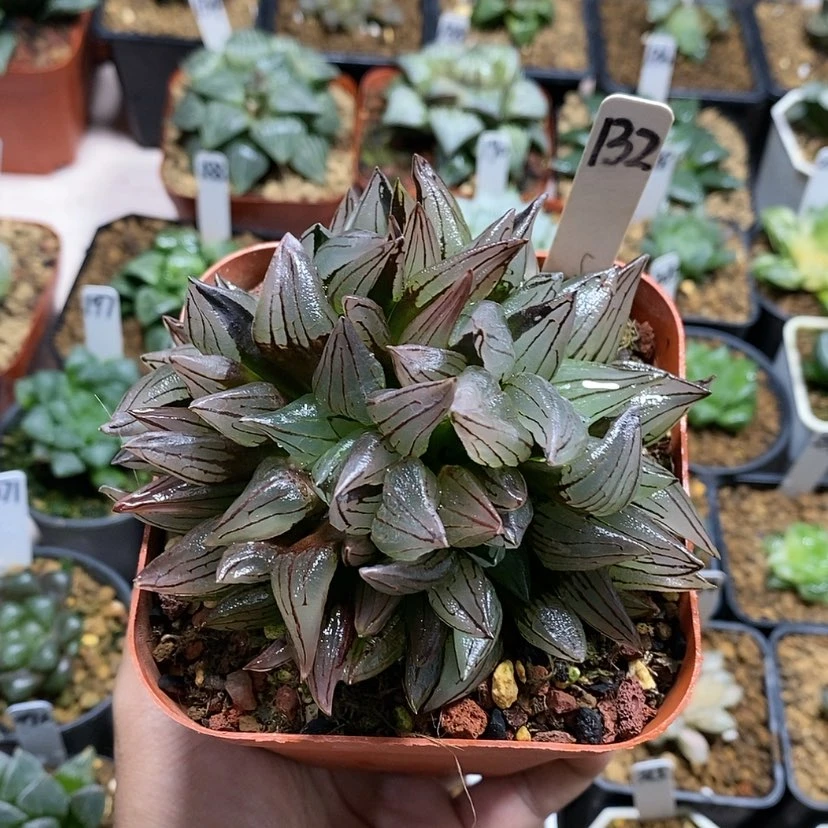 【闪购商品】132西瓜