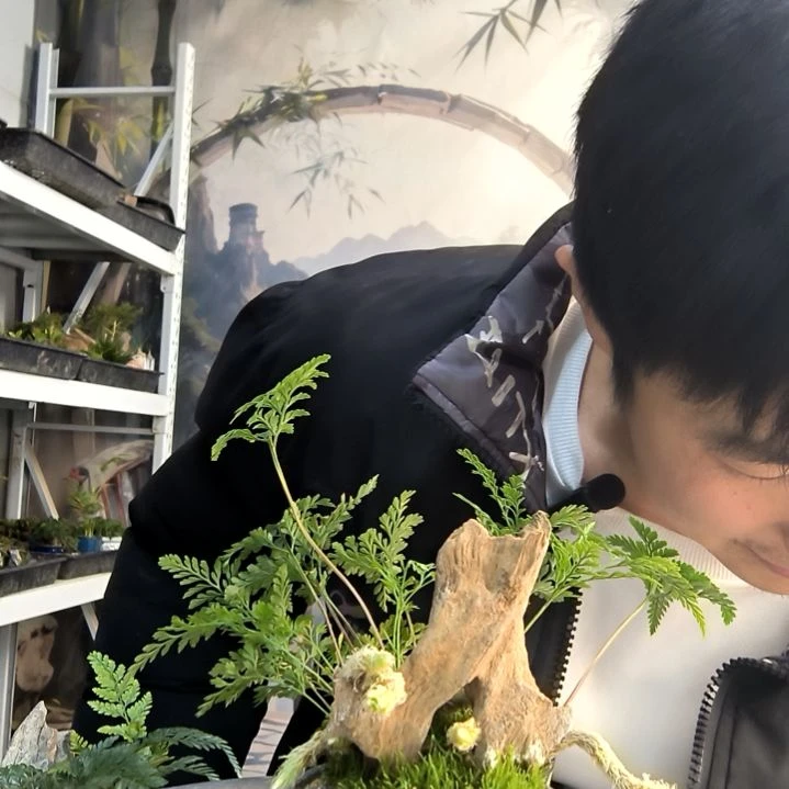 古***妹小盆景小植物一物一拍1