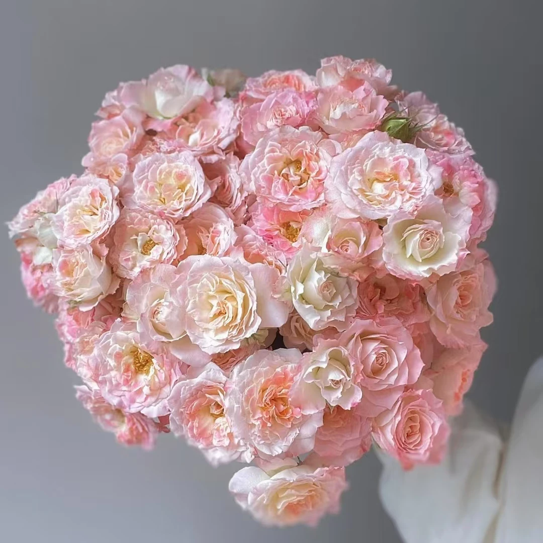 【特拉拉多头玫瑰10枝】【两单冷链发货】