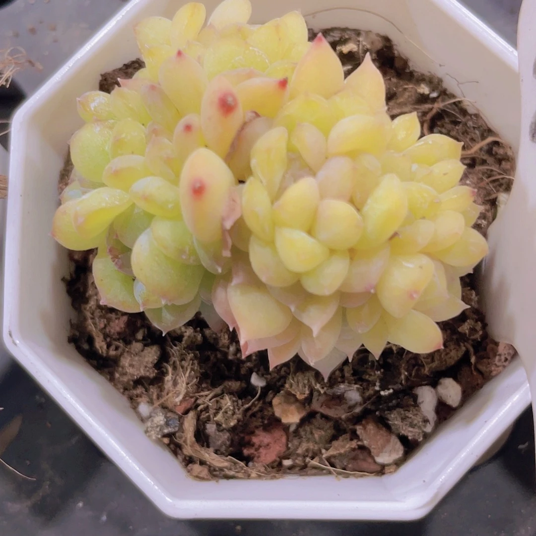 琥珀溏心w015一物一拍多肉