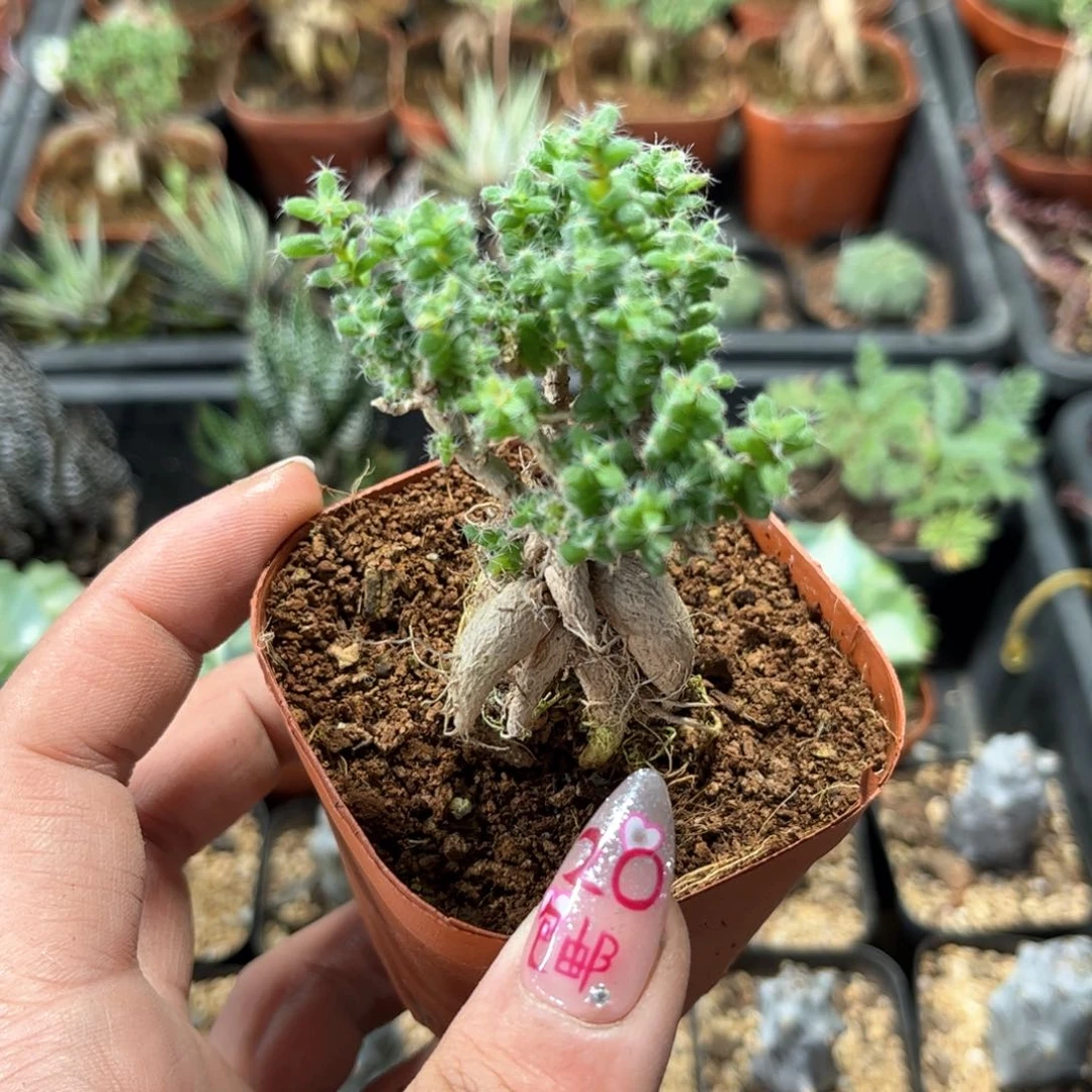 9.8姬红小松有根发货有根