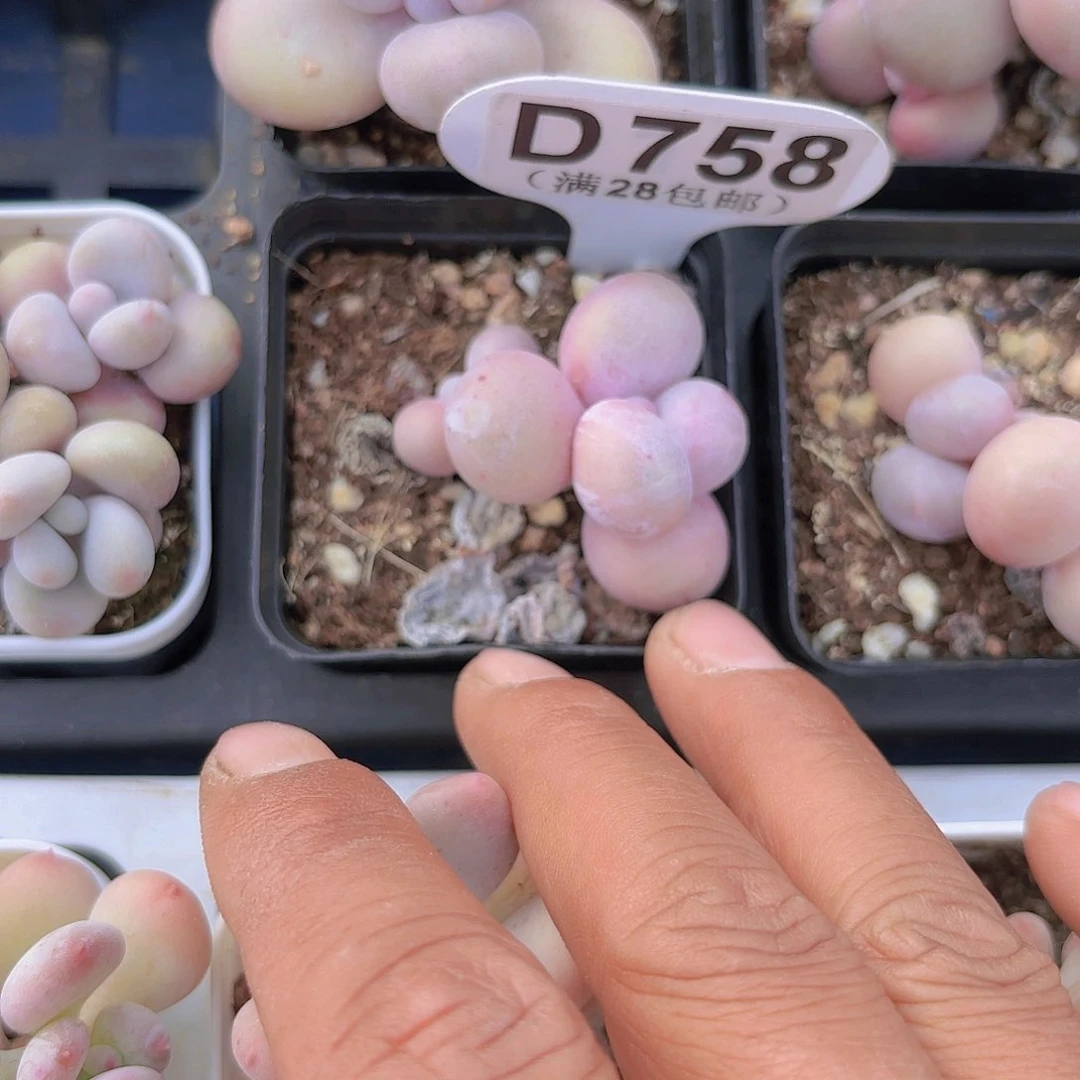 D758水光针一物一拍