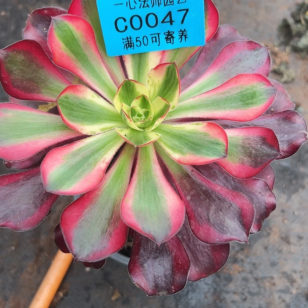 多肉植物0047巫毒白