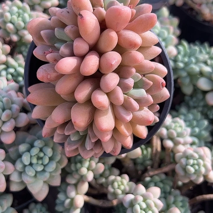 珊瑚珠多肉植物精品