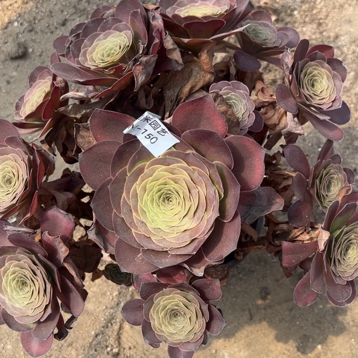 魅金玫瑰多肉植物150