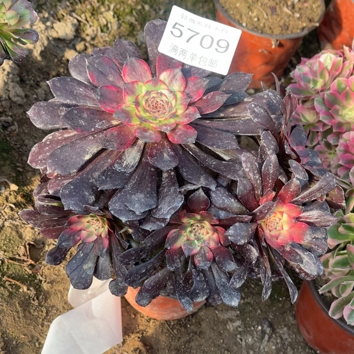 5709烟花多肉的人多