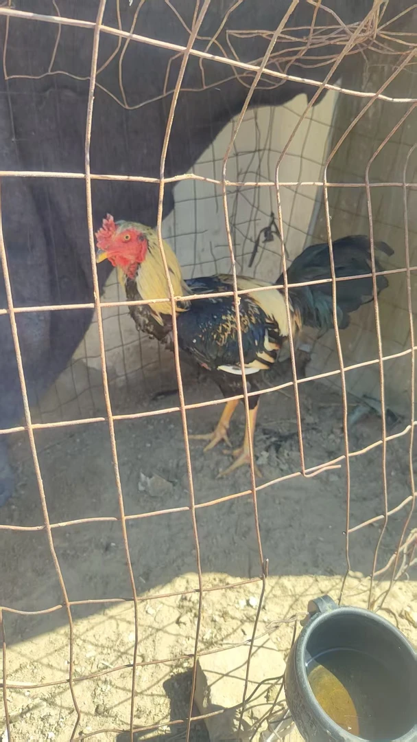 斗鸡  玩具  模型鸡  小玩具