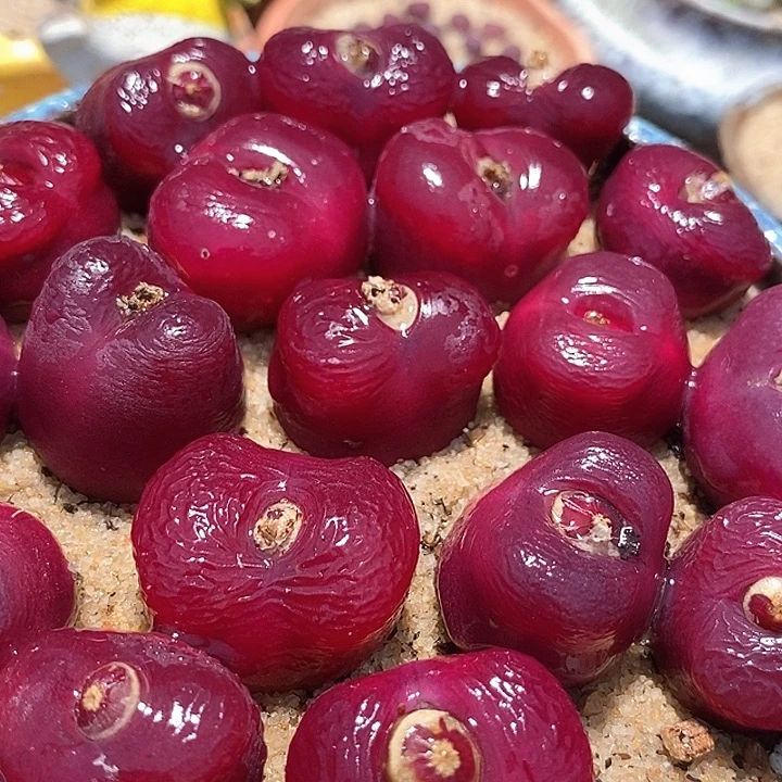 韩版蟠桃一颗    买3送1