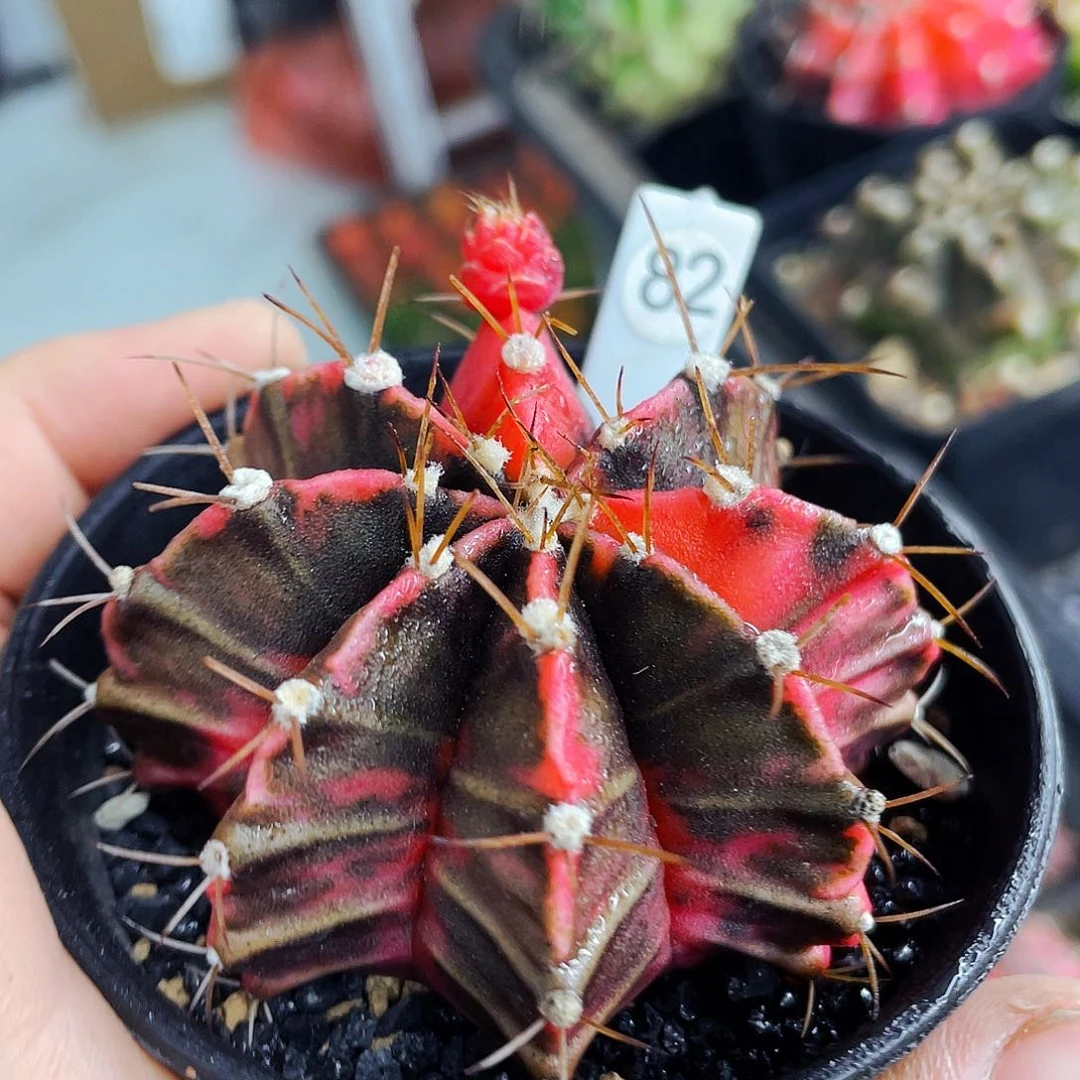 非偏远地区满25包邮仙人球