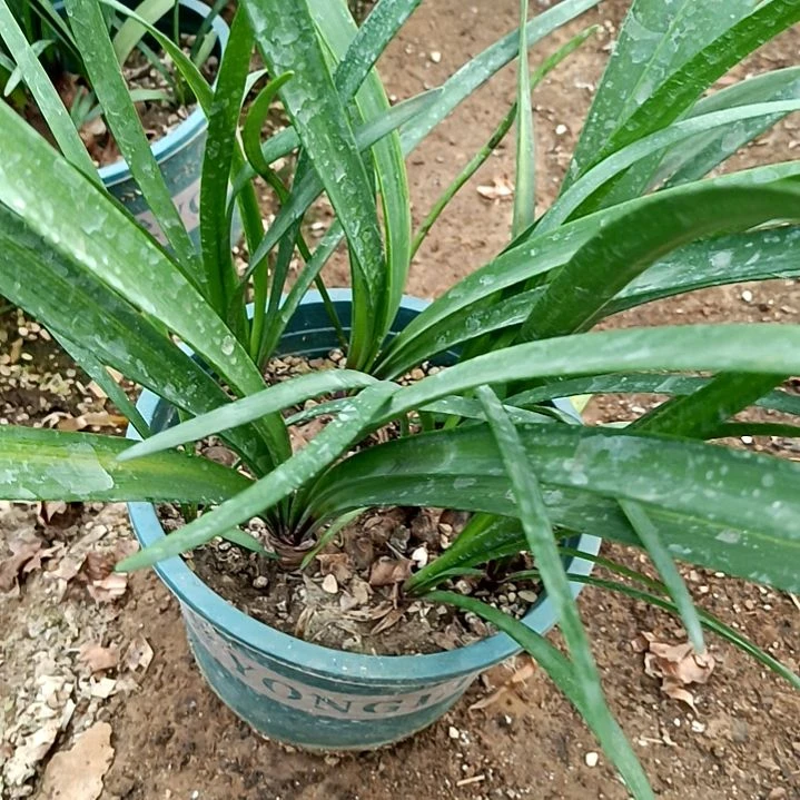 只***天完全开放令箭何花紫根兰
