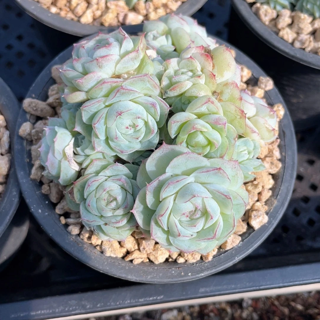 优选白底蕾丝边女王104