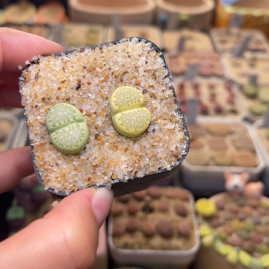 266号带盆包邮发货