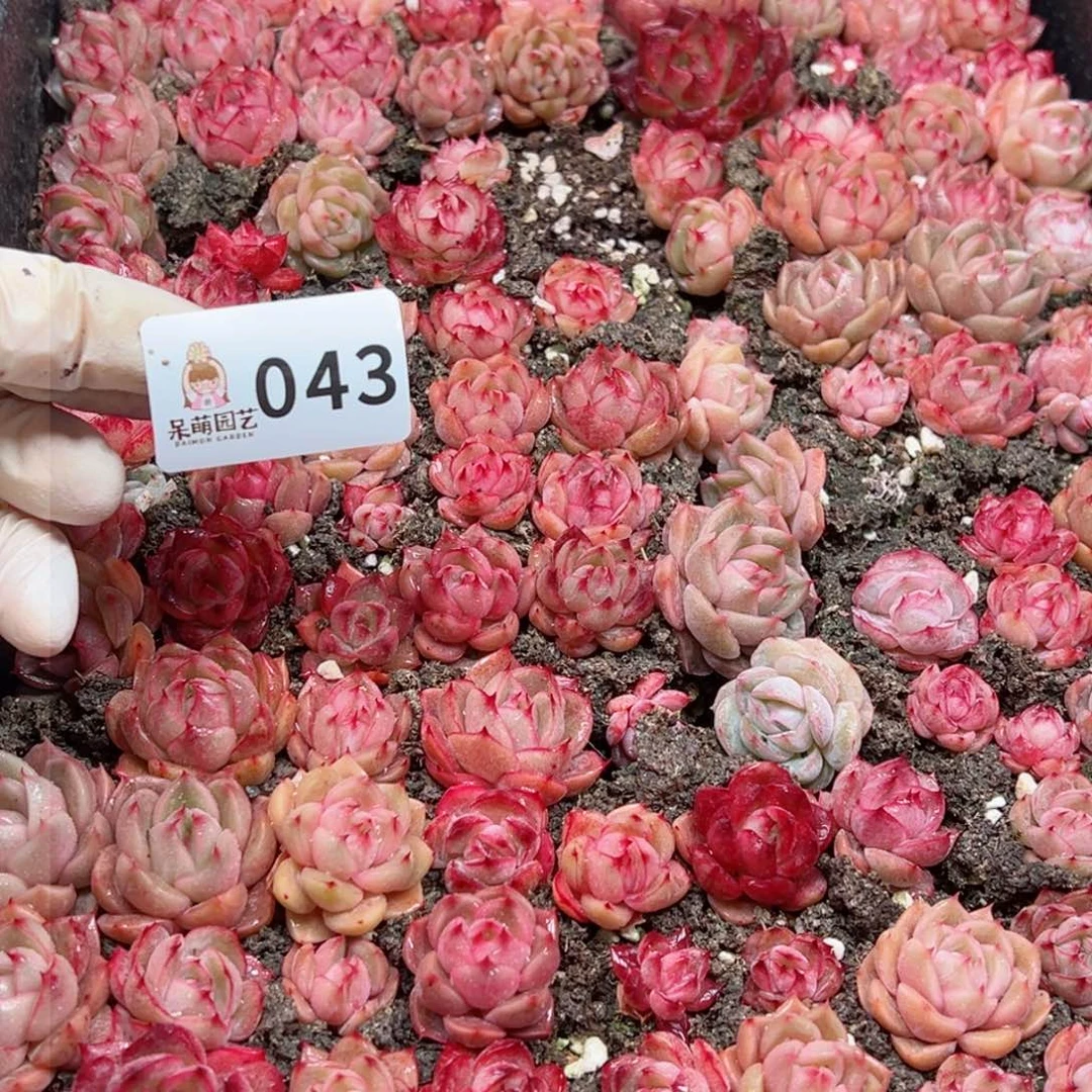 ✨***子多肉植物多肉植物