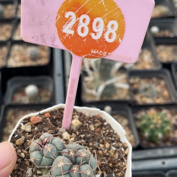 阿****实生天晃289800000