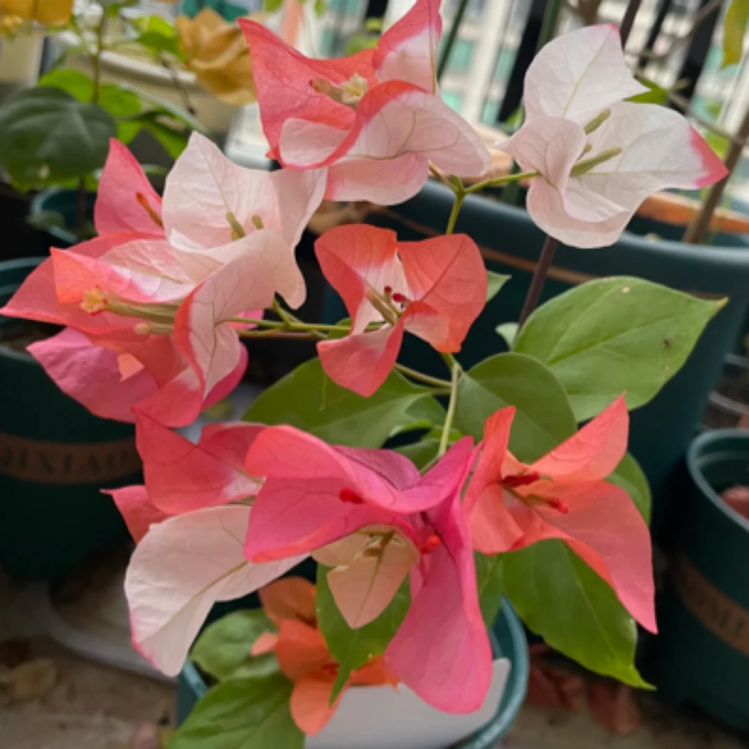 【橙口红】三角梅牙签苗勤花爬藤（包对版无售后）