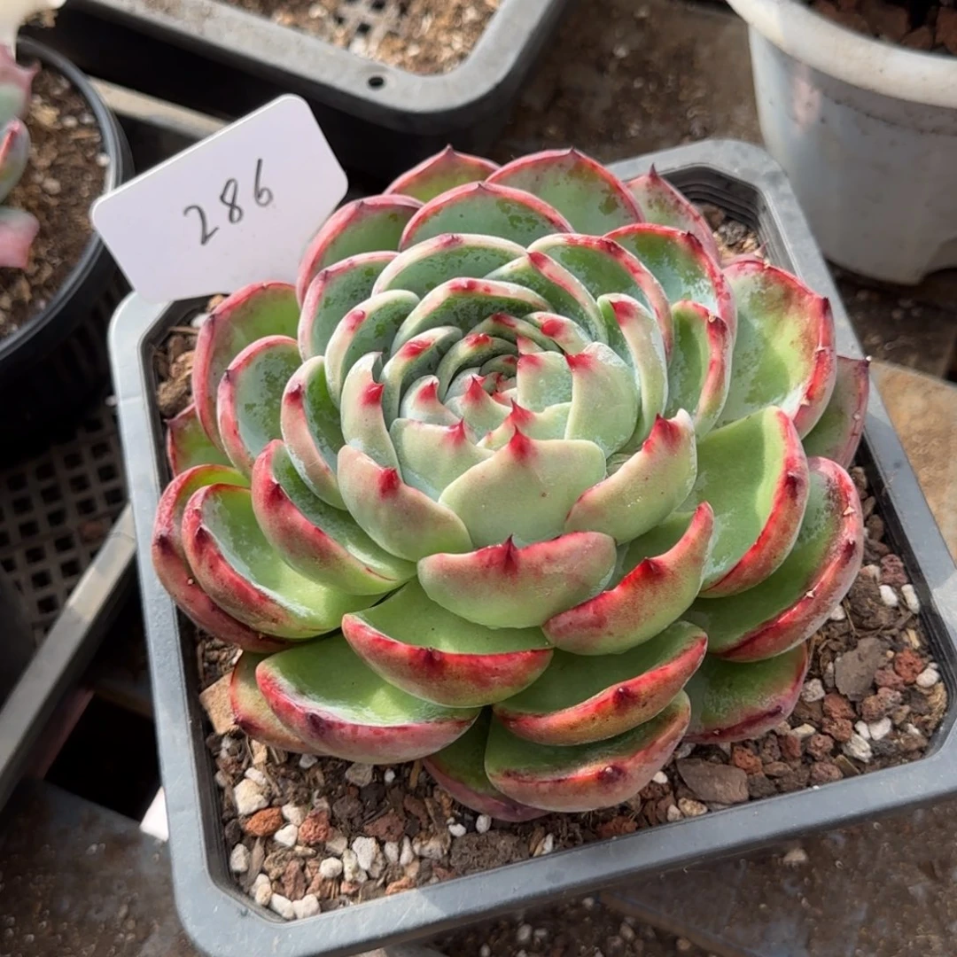 玫瑰惊鸿一物一拍包装收缩花旱286