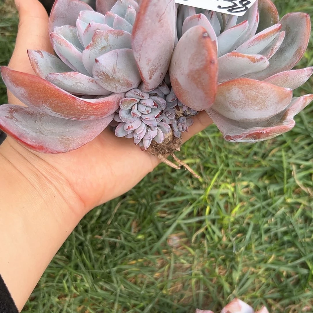 F****Y216-38奶茶多头多肉寄养