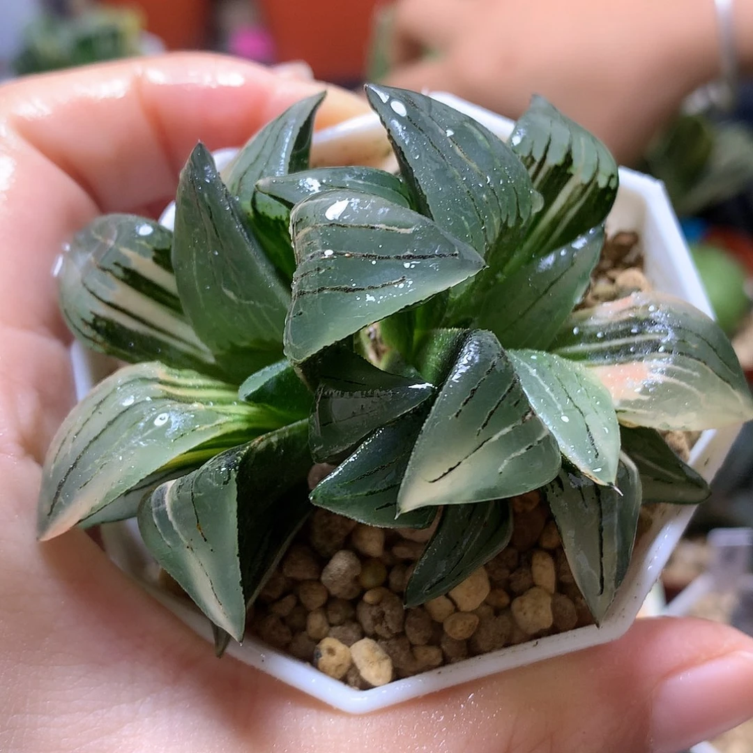 红纹寿锦带盆土发货wlo