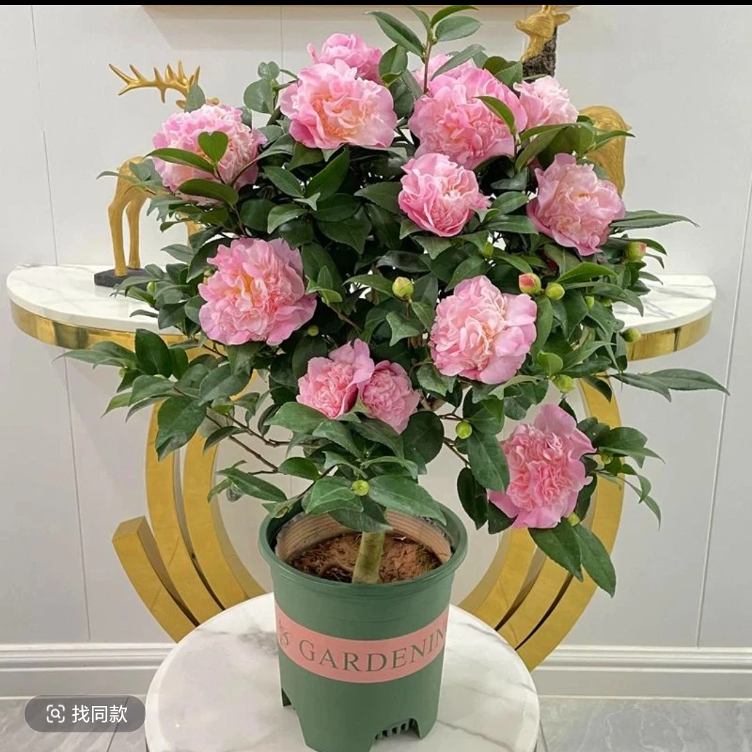 香妃茶花室内开花带香味客厅花卉耐寒好养