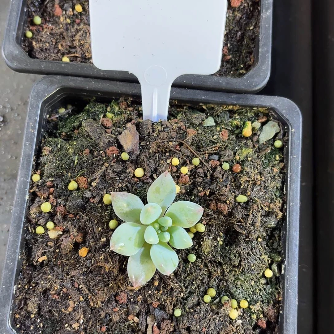 人鱼公主666666666667777