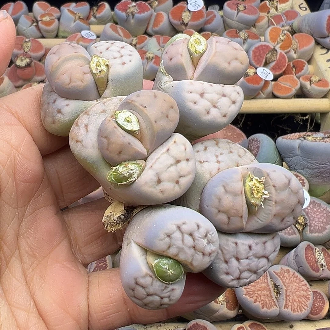 1695 清货价格不作参考