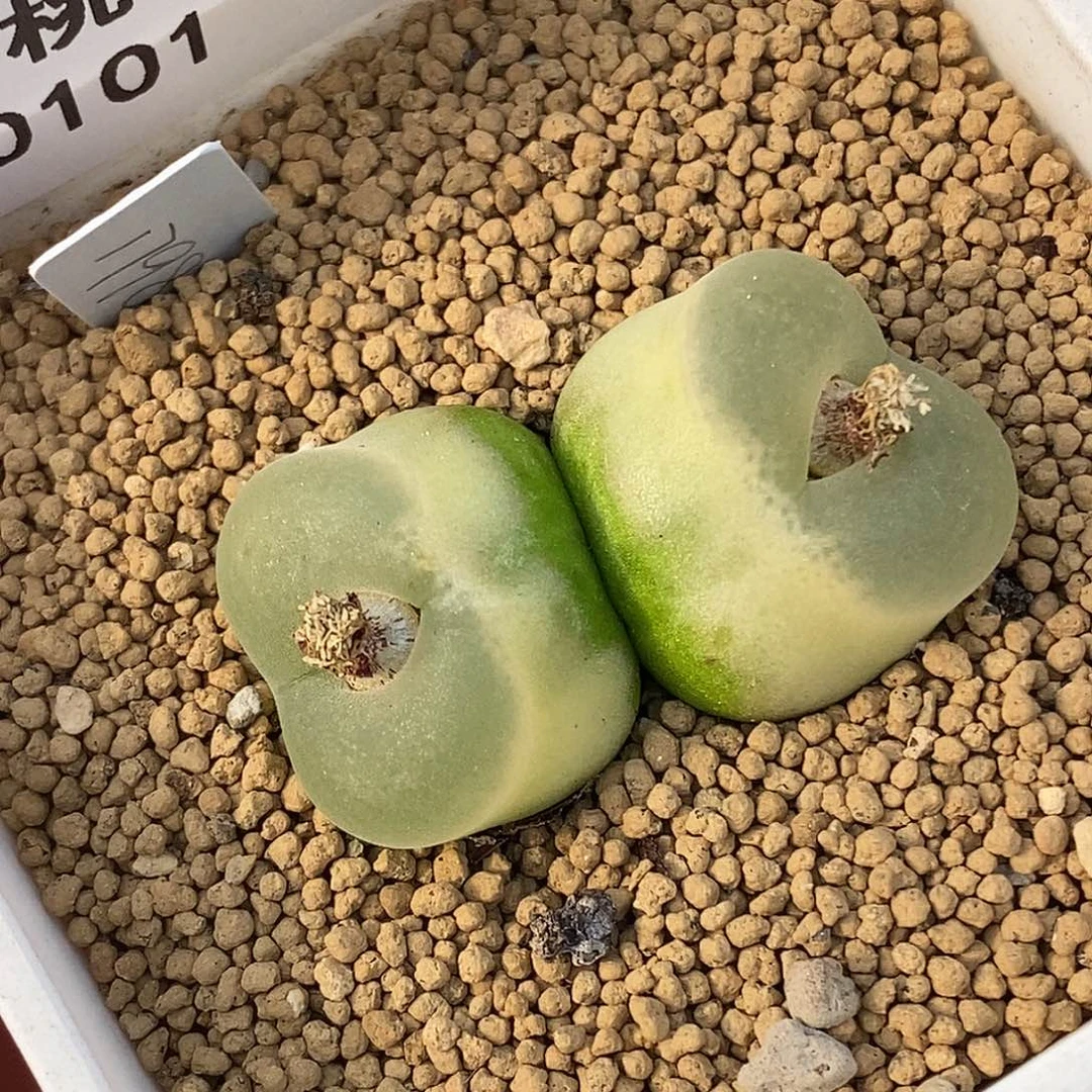 0101-15-母本o泡88折。