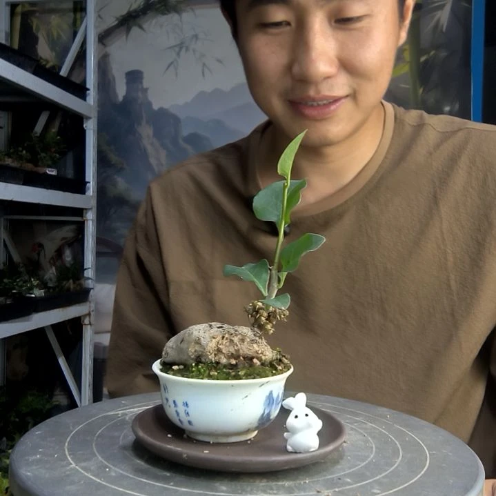 用****笑中青园艺一物一拍292