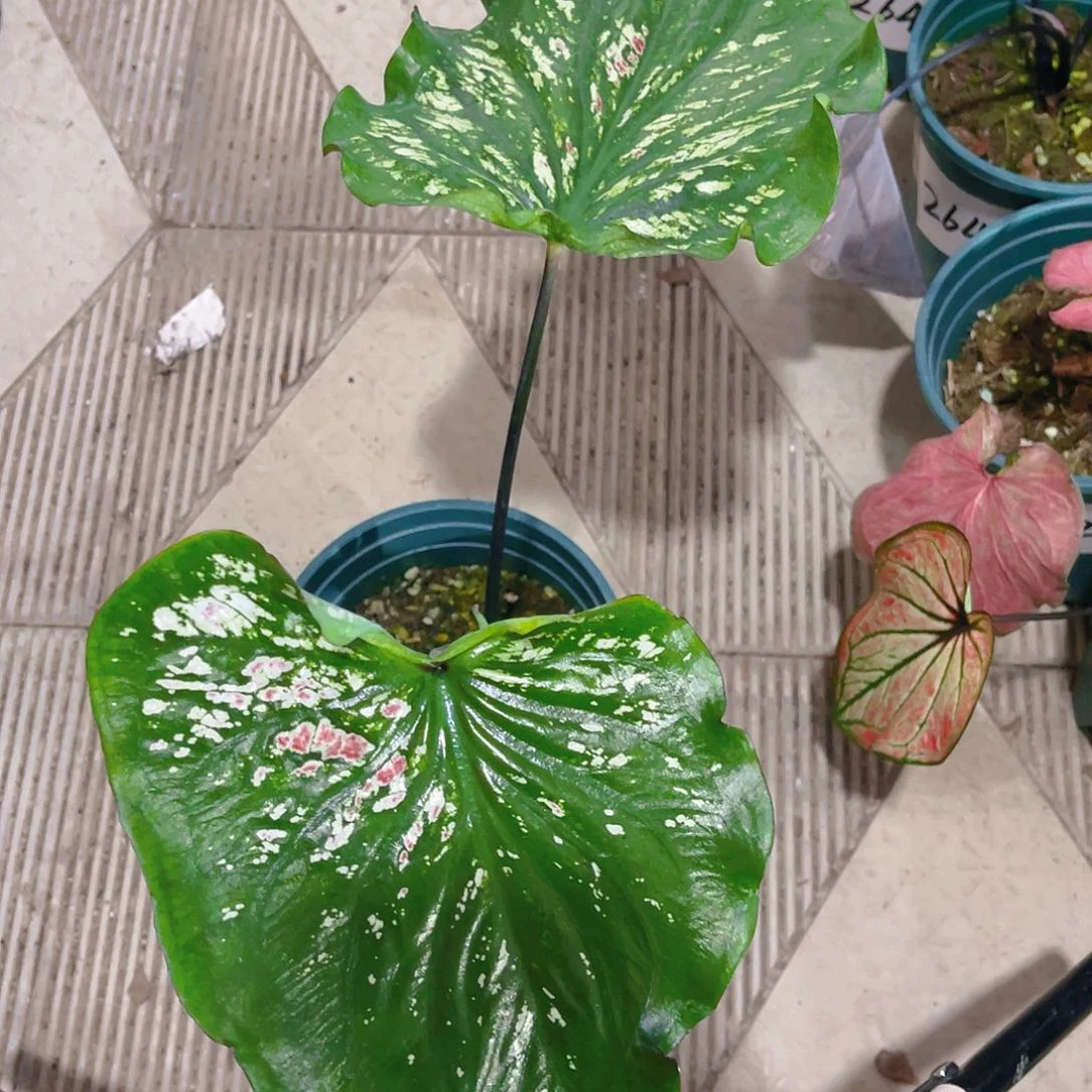 完全开放2648泰彩一物一拍