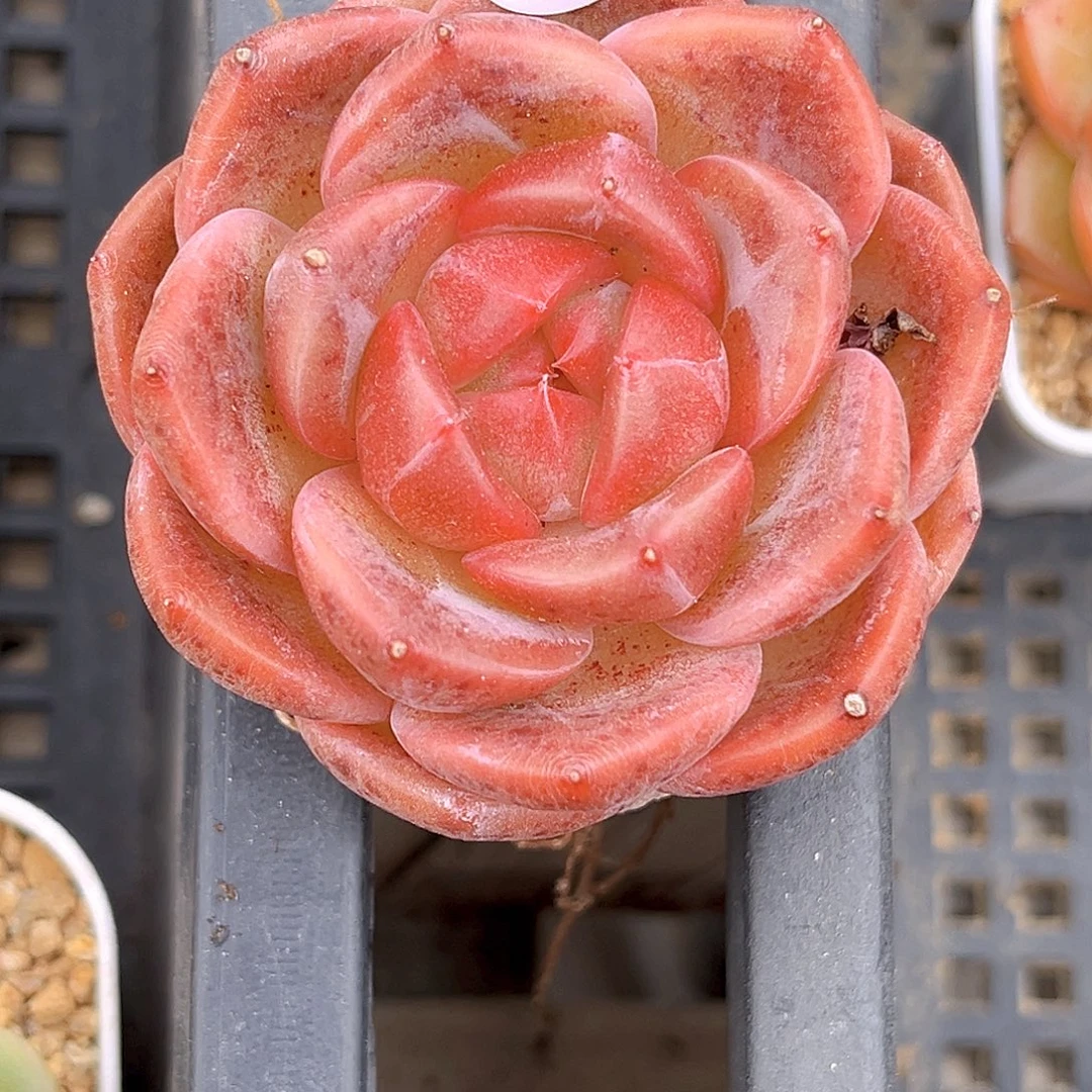 413 一物一拍多肉 孤品